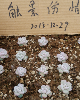 QQͼƬ20151229114107.png