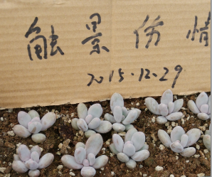 QQͼƬ20151228214446.png