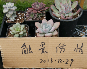 QQͼƬ20151228214514.png