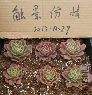 QQͼƬ20151228214538.png