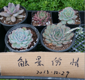 QQͼƬ20151228214525.png