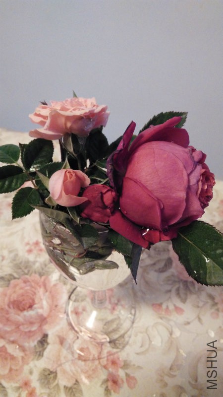 IMG_20151207_082505.jpg