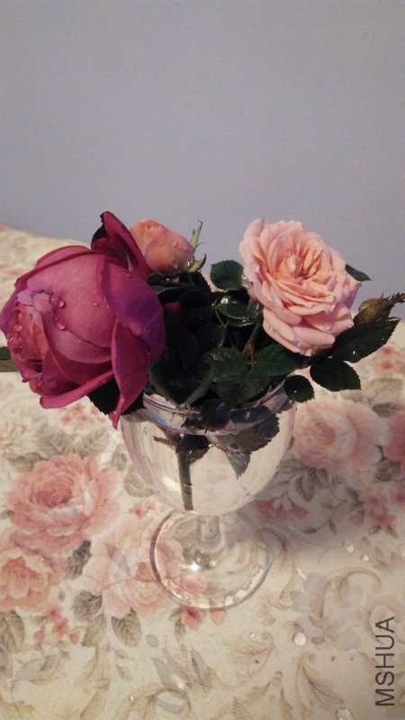 IMG_20151207_082516.jpg