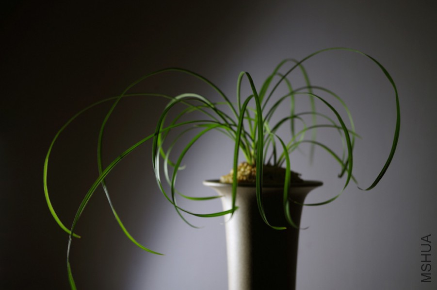 IMGP4851 ��԰��@.jpg