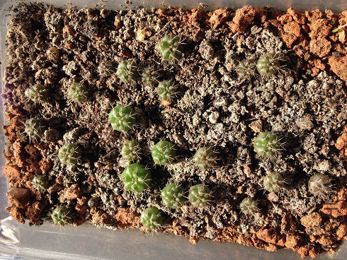 2015-12-30A - ����.JPG