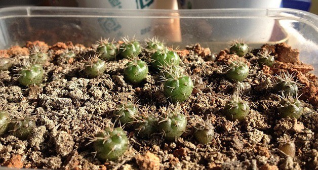 2015-12-30B - ����.JPG