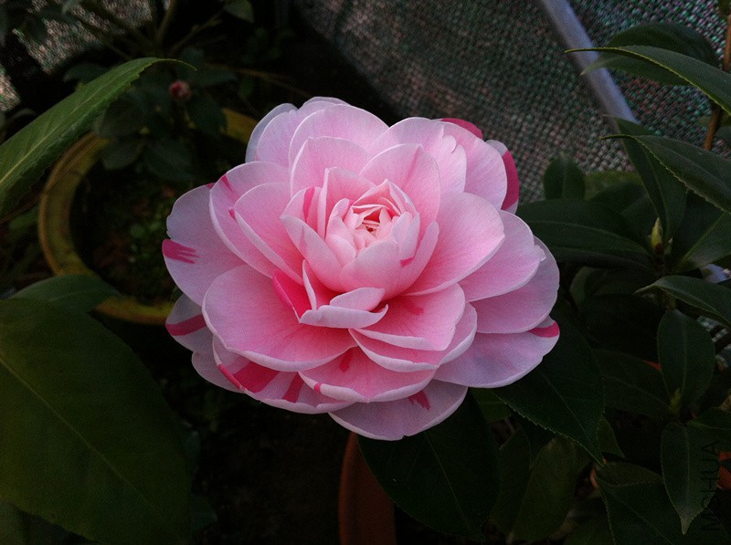 AD76FD19-CC88-4284-A74E-C8ABCB9BED82_����.jpg