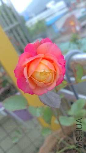 IMG_20151230_172616_AO_HDR.jpg