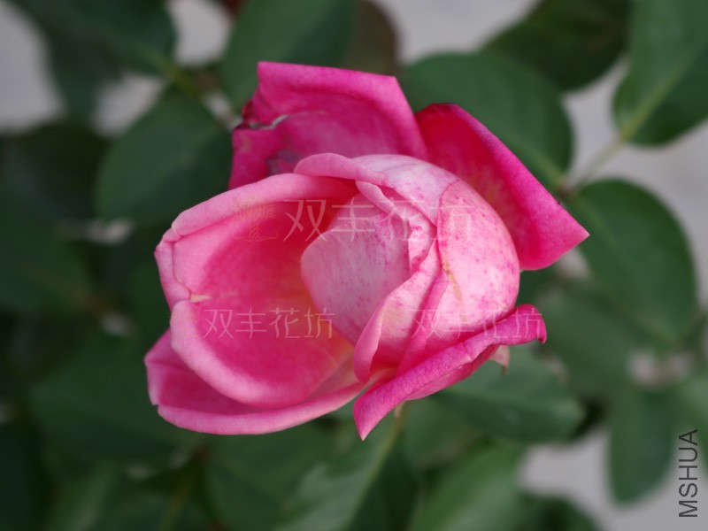 һ����1.jpg