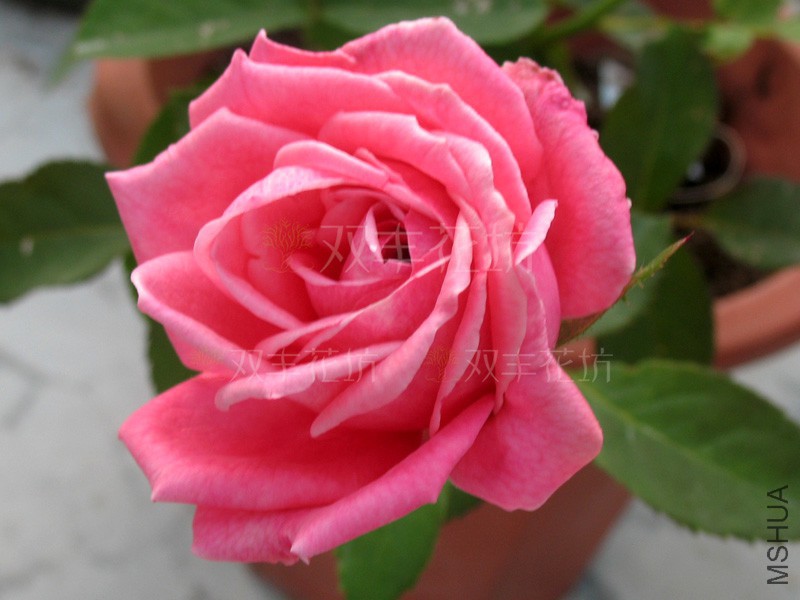 һ����5.jpg