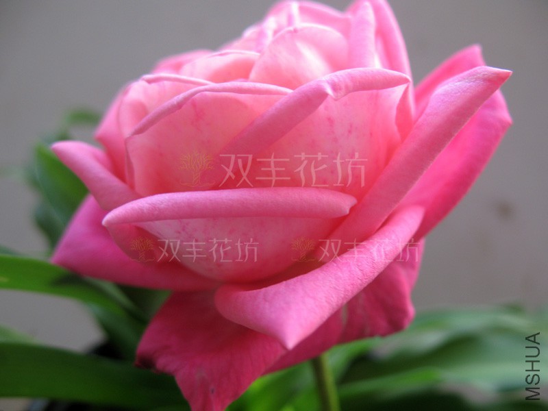 һ����7.jpg
