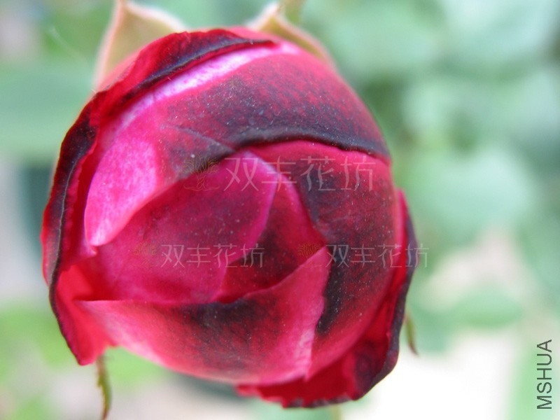 һ����0.jpg
