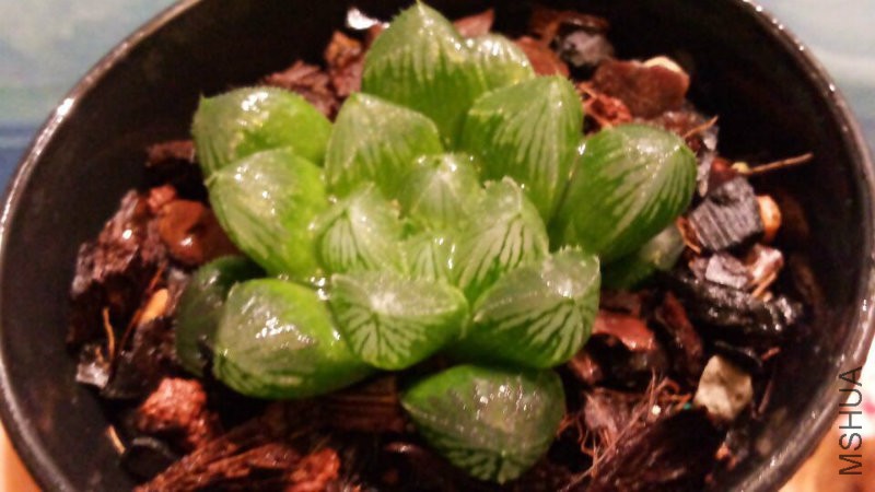 QQ图片20151225104904.jpg