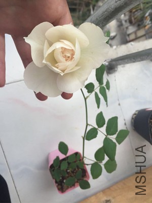 143535gv9lcvv3vjbmmt5m.jpg