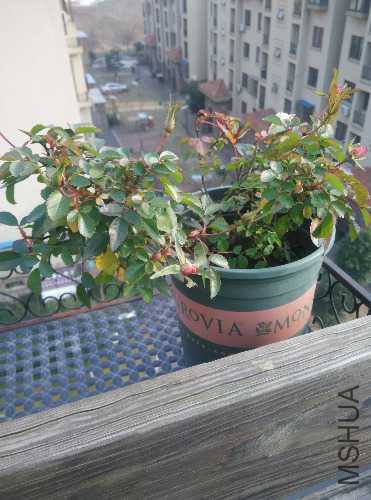 IMG20151231135025.jpg