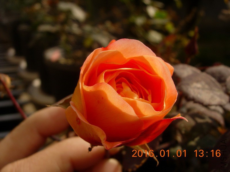 DSCN3108_resize.JPG