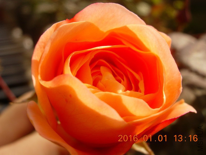 DSCN3112_resize.JPG