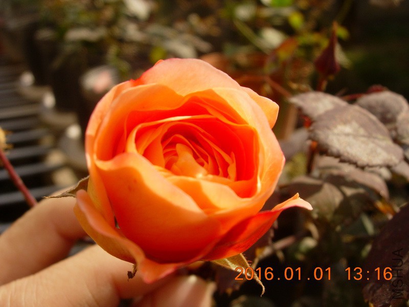 DSCN3111_resize.JPG