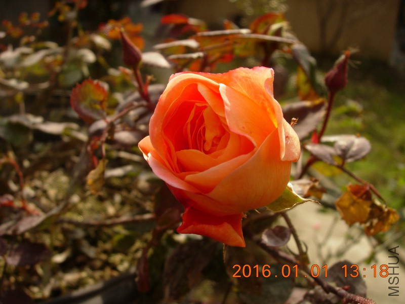 DSCN3120_resize.JPG