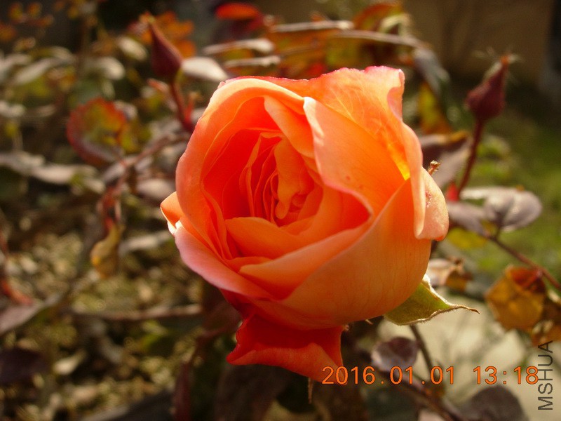 DSCN3123_resize.JPG