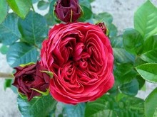 ��ɫ����� (2).jpg