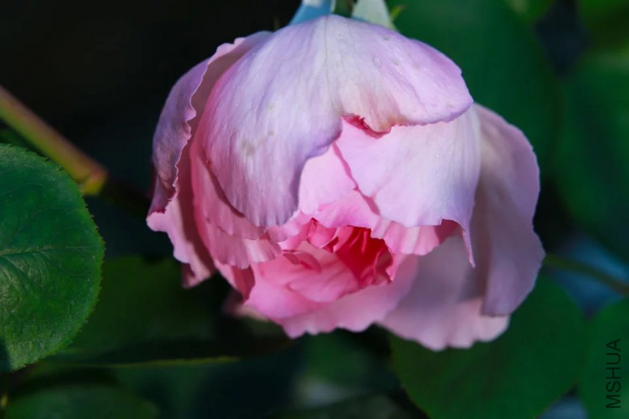 psb(9).jpg