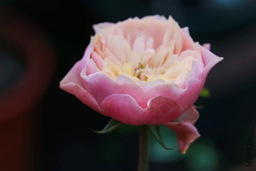 psb(8).jpg
