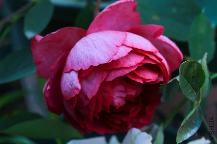 psb(16).jpg