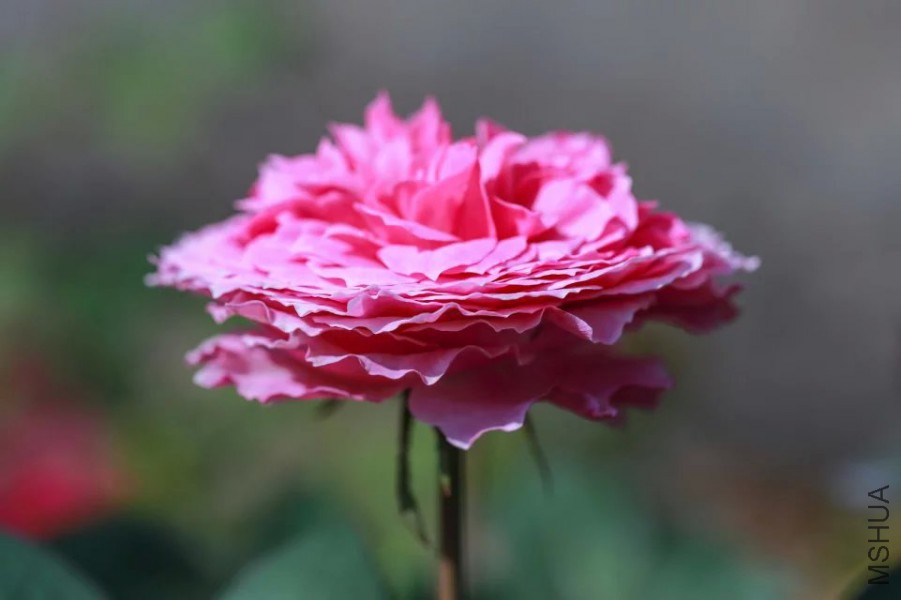 psb(25).jpg