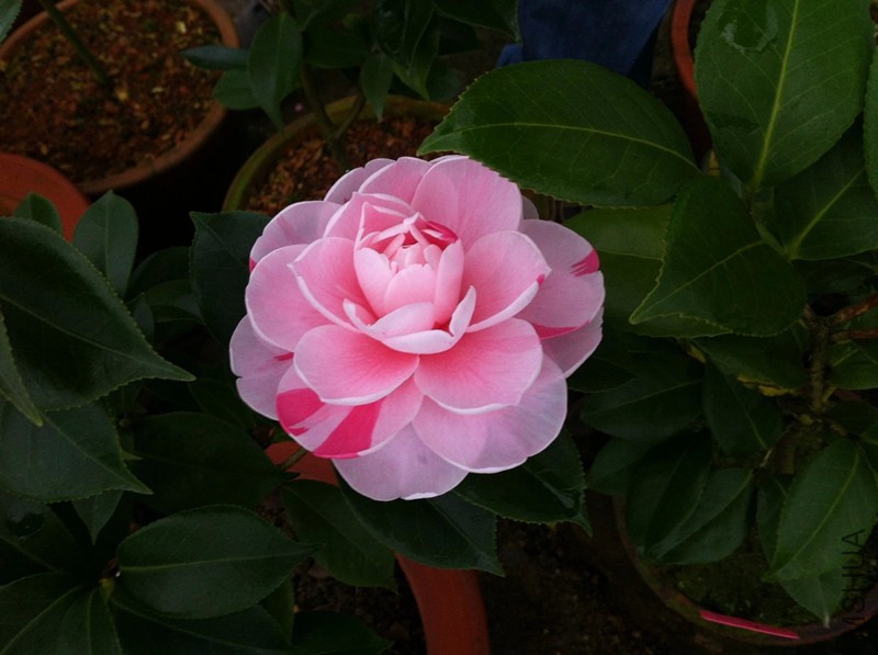 psb4_����.jpg