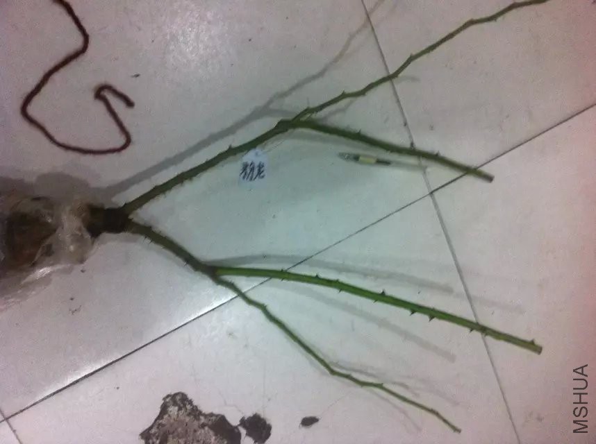 psb (6).jpg
