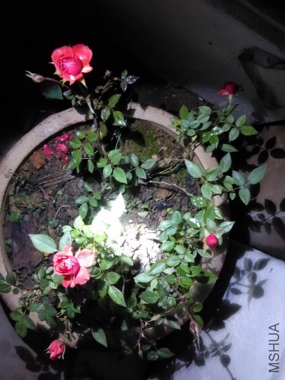 IMG_20151231_203305_576x768.jpg
