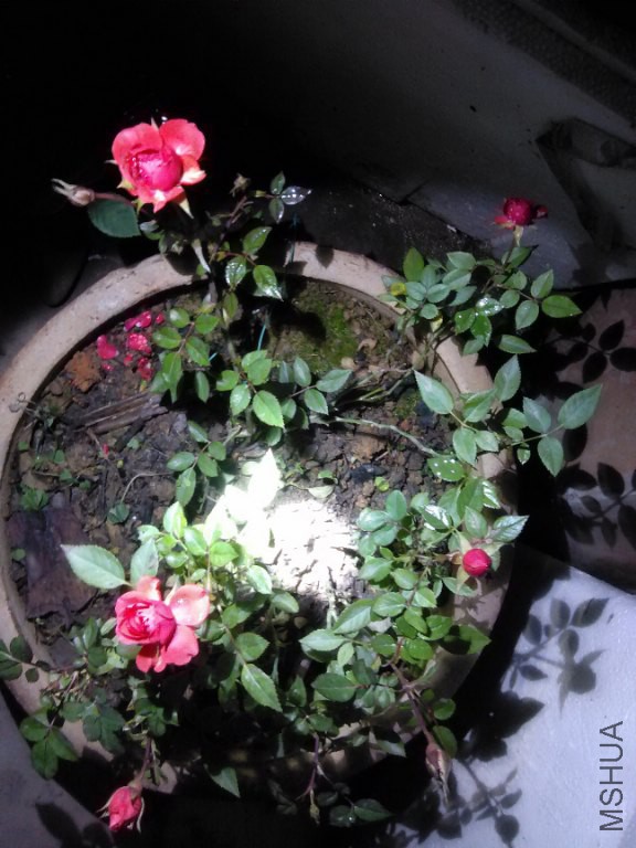 IMG_20151231_203303_576x768.jpg