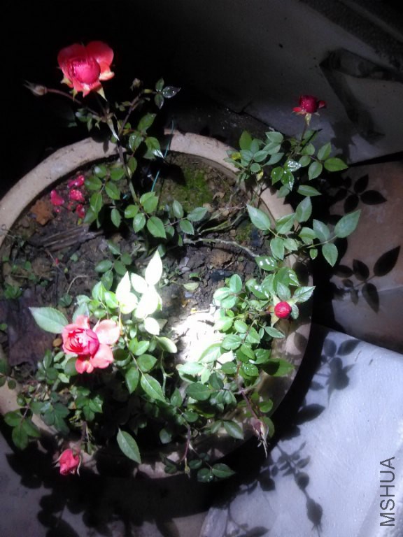 IMG_20151231_203310_576x768.jpg
