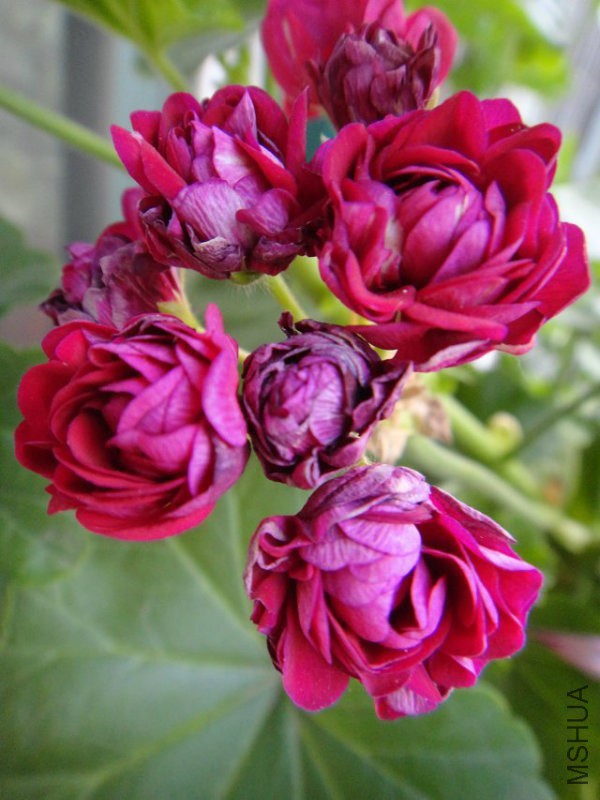 psb (2).jpg