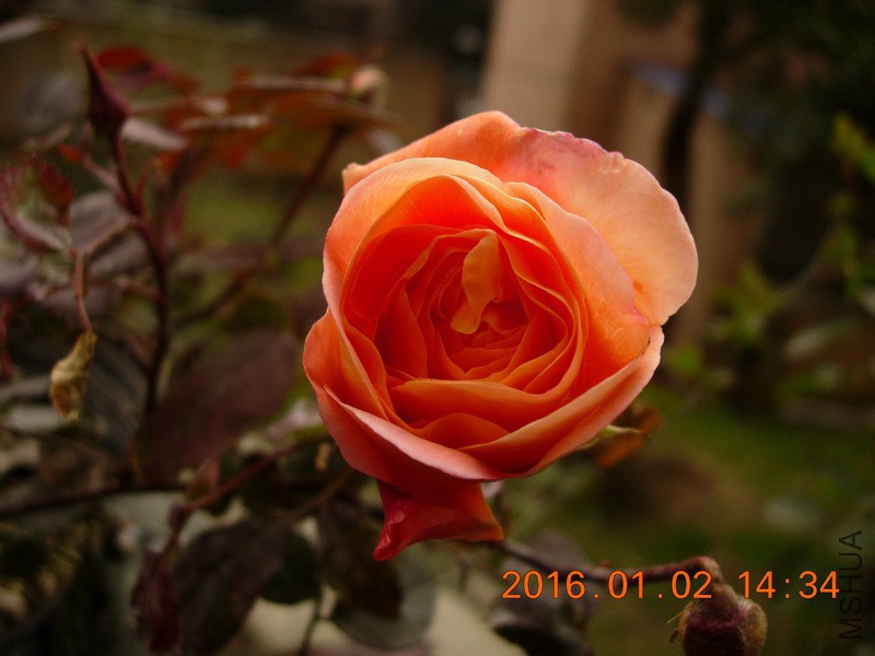 DSCN3165_resize.JPG