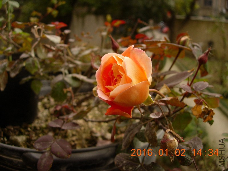 DSCN3171_resize.JPG