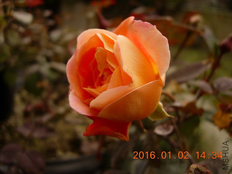 DSCN3176_resize.JPG