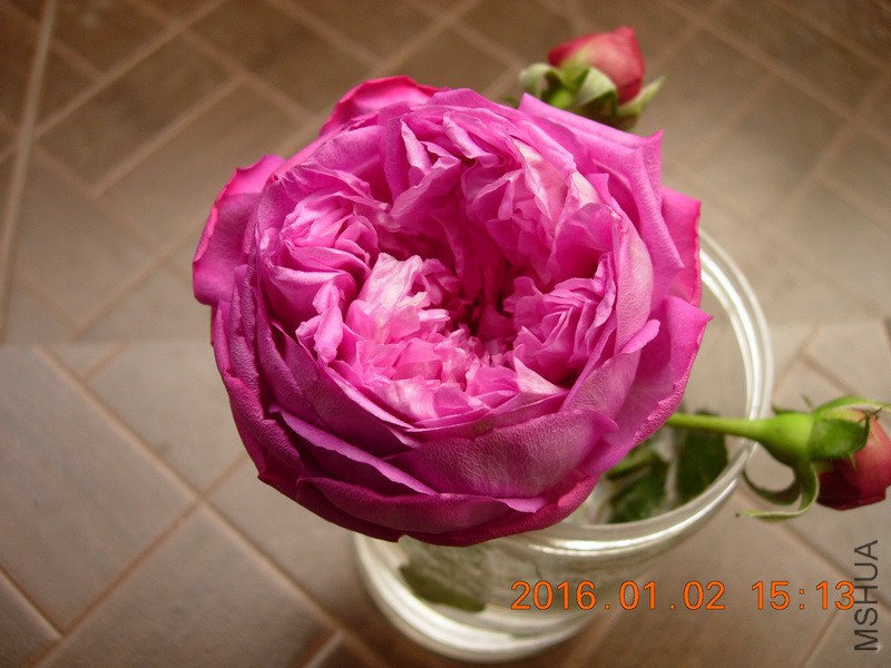 DSCN3184_resize.JPG