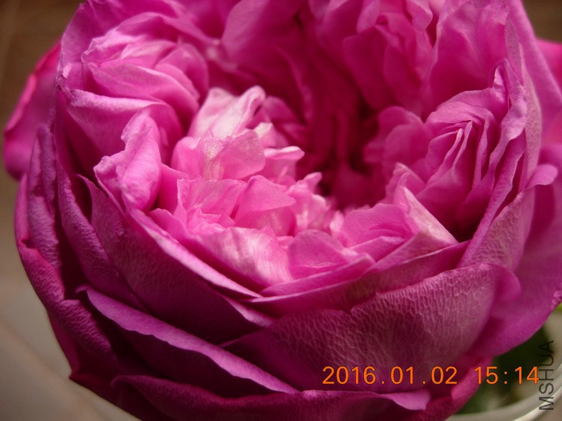 DSCN3191_resize.JPG