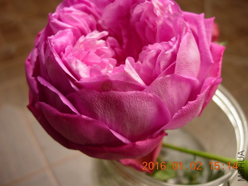 DSCN3199_resize.JPG