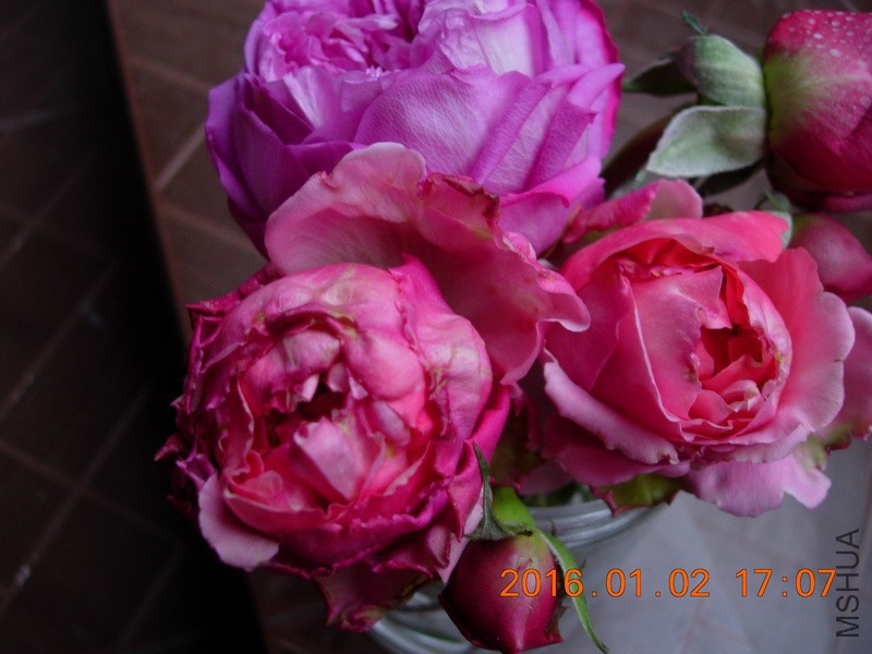 DSCN3201_resize.JPG