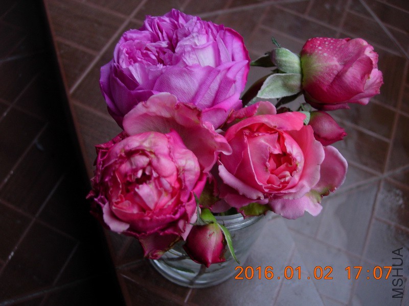 DSCN3203_resize.JPG
