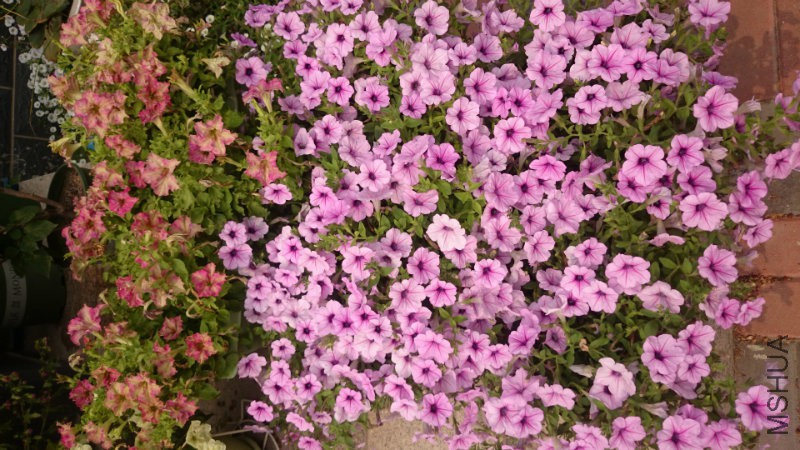 DSC_0426.JPG