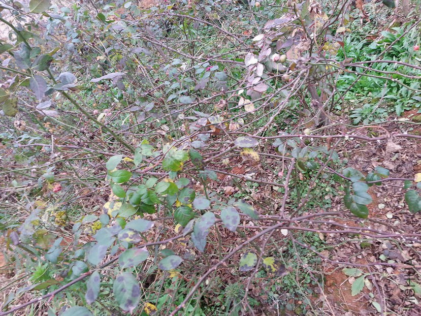 20160102_082936.jpg