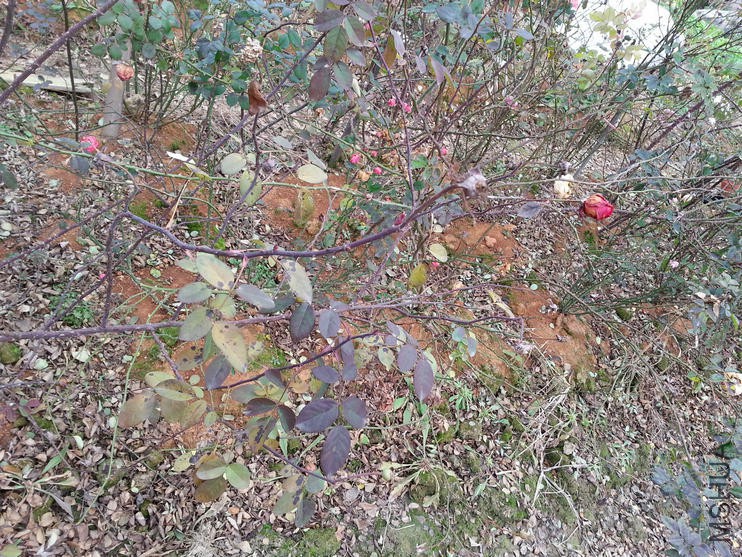 20160102_082949.jpg