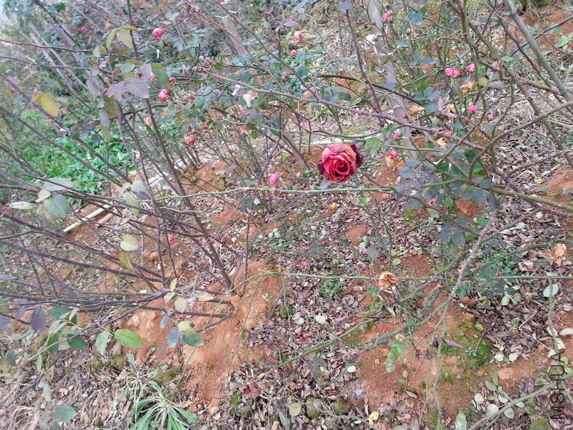 20160102_083009.jpg