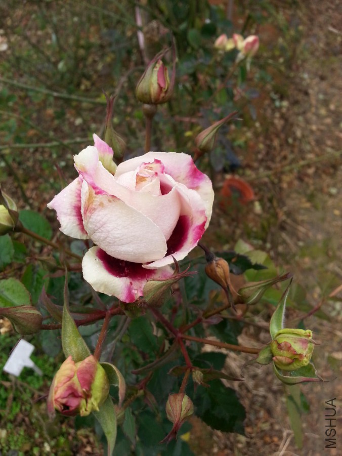 20160102_123955.jpg