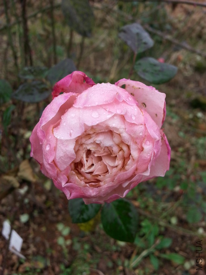 20160102_124209.jpg