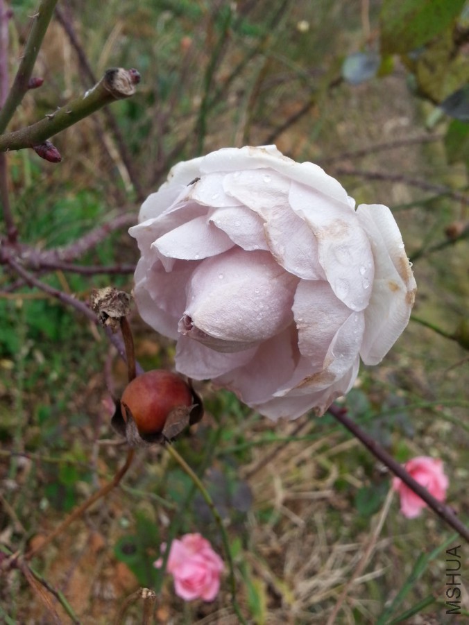 20160102_124325.jpg